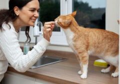 Waspada! 8 Makanan Lezat Ini Ternyata Berbahaya untuk Kucing Kesayangan Anda