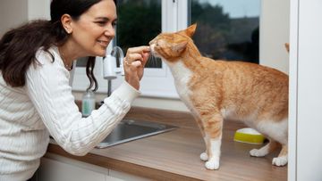 Waspada! 8 Makanan Lezat Ini Ternyata Berbahaya untuk Kucing Kesayangan Anda