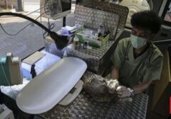 Klinik Hewan Keliling Hadir di Jakarta: Solusi Inovatif untuk Kesehatan Sahabat Berkaki Empat Anda