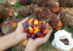 Jaminan Dana Rp32,3 Triliun Siap untuk Mandatori B50, BPDP Sawit Ungkap Kesiapan Likuiditas