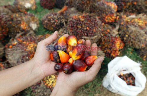 Jaminan Dana Rp32,3 Triliun Siap untuk Mandatori B50, BPDP Sawit Ungkap Kesiapan Likuiditas