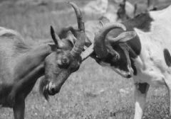 Duel Maut dengan Pencuri Kambing, Penjaga Ternak Berujung Tersangka: Kisah Pilu Keadilan yang Dipertanyakan
