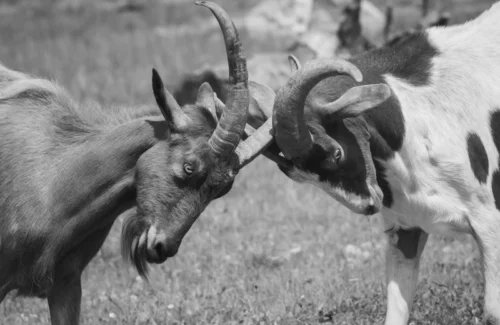Duel Maut dengan Pencuri Kambing, Penjaga Ternak Berujung Tersangka: Kisah Pilu Keadilan yang Dipertanyakan