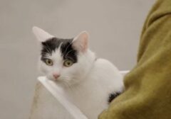 Menguak Bahasa Kucing: Dari "Lapar!" Hingga "Tolong, Aku Sakit!"