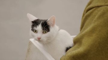 Menguak Bahasa Kucing: Dari "Lapar!" Hingga "Tolong, Aku Sakit!"