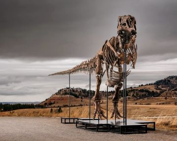 Rekor Fantastis! Fosil Tyrannosaurus Rex 'Gus' Terjual Rp 906 Miliar, Pecahkan Sejarah Lelang