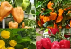 Terobosan IPB: Cabai Habanero Lokal Super Pedas 1,3 Juta SHU Tercipta!