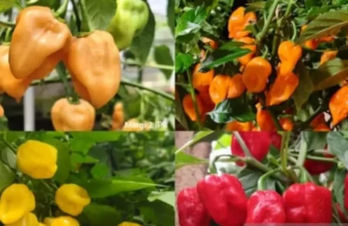 Terobosan IPB: Cabai Habanero Lokal Super Pedas 1,3 Juta SHU Tercipta!