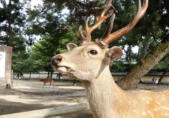 Rusa Nara Membludak, Rekor Baru Tercipta! Ada Apa di Balik Lonjakan Populasi Ini?