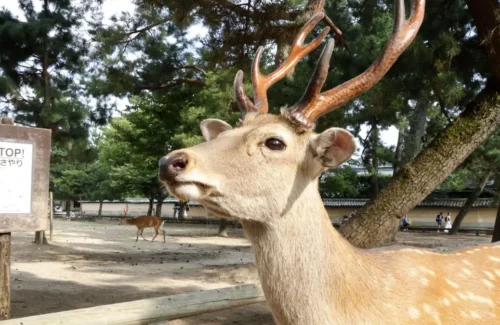 Rusa Nara Membludak, Rekor Baru Tercipta! Ada Apa di Balik Lonjakan Populasi Ini?
