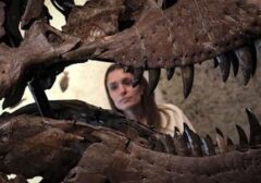 Rekor Baru! Fosil T-Rex 'Gus' Laku Rp 900 Miliar, Jadi yang Termahal di Dunia