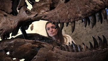 Rekor Baru! Fosil T-Rex 'Gus' Laku Rp 900 Miliar, Jadi yang Termahal di Dunia