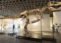 Rekor Baru Tercipta! Fosil T-Rex 'Gus' Laku Rp900 Miliar di Lelang New York