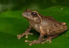 Terungkap! Spesies Katak Unik Penghuni Lereng Merapi Beri Kejutan Ilmiah