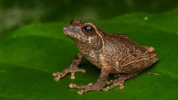 Terungkap! Spesies Katak Unik Penghuni Lereng Merapi Beri Kejutan Ilmiah