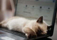 Menggemaskan Sekaligus Mengganggu: Rahasia Kucing Tertidur Pulles di Laptop Anda
