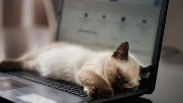 Menggemaskan Sekaligus Mengganggu: Rahasia Kucing Tertidur Pulles di Laptop Anda
