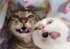 Waspada! 3 Perilaku Menggemaskan Kucing Ini Ternyata Pertanda Stres