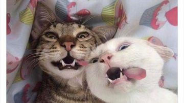 Waspada! 3 Perilaku Menggemaskan Kucing Ini Ternyata Pertanda Stres