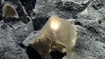 Misteri "Bola Emas" Alaska Terpecahkan: Ternyata Telur Ikan Tak Dikenal