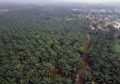 Produktivitas Kebun Sawit Sitaan Negara Menurun, Desakan Audit Menyeluruh Menguat
