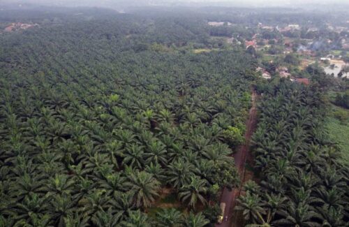 Produktivitas Kebun Sawit Sitaan Negara Menurun, Desakan Audit Menyeluruh Menguat
