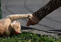Mengungkap Ragam 'Bahasa' Kucing: Dari Meong Manja hingga Desisan Peringatan