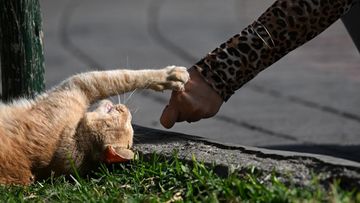 Mengungkap Ragam 'Bahasa' Kucing: Dari Meong Manja hingga Desisan Peringatan