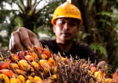 Ekonomi Sirkular: Kunci Sawit Indonesia Hadapi Tantangan Multidimensi