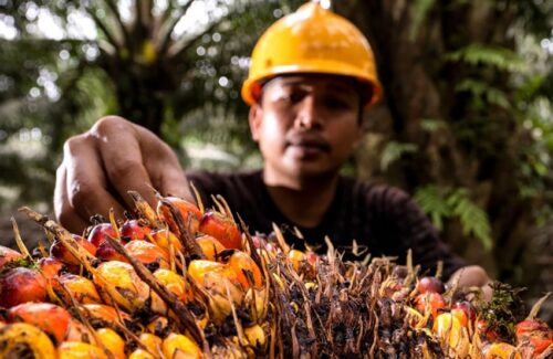 Ekonomi Sirkular: Kunci Sawit Indonesia Hadapi Tantangan Multidimensi