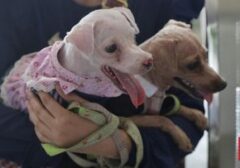Telapak Kaki Anjing, Indikator Kesehatan yang Sering Terabaikan