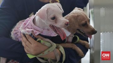 Telapak Kaki Anjing, Indikator Kesehatan yang Sering Terabaikan