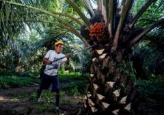 Produksi CPO RI Melonjak ke 53 Juta Ton, Pemerintah Dorong Hilirisasi Sawit Lebih Cepat