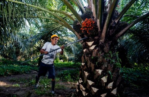 Produksi CPO RI Melonjak ke 53 Juta Ton, Pemerintah Dorong Hilirisasi Sawit Lebih Cepat