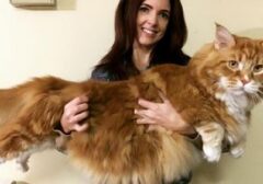 Ras Kucing dengan Sifat Mirip Anjing: Pilihan Tepat bagi Pencinta Hewan Setia dan Aktif
