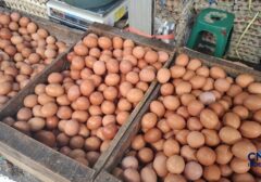 Harga Telur Ayam Ras Turun di Mayoritas Wilayah Indonesia, Namun Papua Menjadi Pengecualian dengan Kenaikan Signifikan