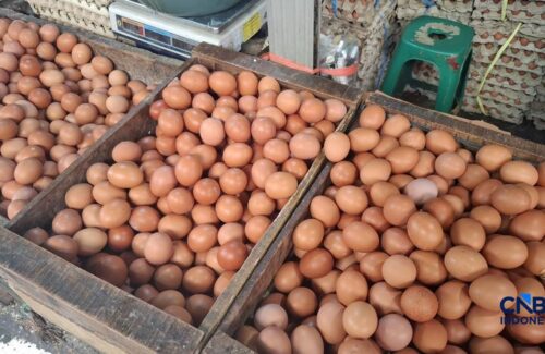 Harga Telur Ayam Ras Turun di Mayoritas Wilayah Indonesia, Namun Papua Menjadi Pengecualian dengan Kenaikan Signifikan