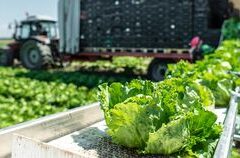 Lettuce Taylor Farms Diduga Masih Jadi Sumber Wabah Cyclosporiasis di AS, FDA Tegaskan Bukti Kuat