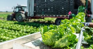 Lettuce Taylor Farms Diduga Masih Jadi Sumber Wabah Cyclosporiasis di AS, FDA Tegaskan Bukti Kuat