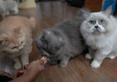 Di Balik Jilatan Kucing: Lebih dari Sekadar Kasih Sayang
