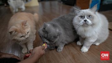 Di Balik Jilatan Kucing: Lebih dari Sekadar Kasih Sayang