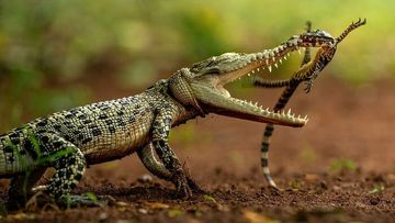 Karya Fotografi Spektakuler dari Indonesia Ramaikan Hamdan International Photography Award (HIPA)