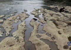 Sungai Cisadane Bogor Menyusut Drastis, Dasar Sungai Terbuka Lebar