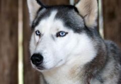 Anjing Husky Dibacok di Bekasi, Polisi Turun Tangan dengan Unit K9