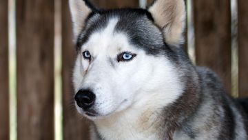 Anjing Husky Dibacok di Bekasi, Polisi Turun Tangan dengan Unit K9