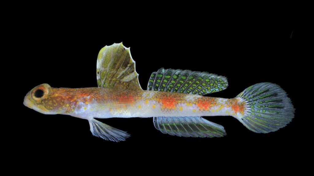 Penemuan Spesies Ikan Gobi Udang Baru di Banyuwangi, Indonesia Bawa Kabar Gembira bagi Dunia Sains