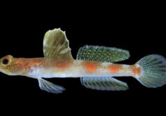 Penemuan Spesies Ikan Gobi Udang Baru di Banyuwangi, Indonesia Bawa Kabar Gembira bagi Dunia Sains