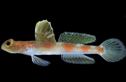 Penemuan Spesies Ikan Gobi Udang Baru di Banyuwangi, Indonesia Bawa Kabar Gembira bagi Dunia Sains