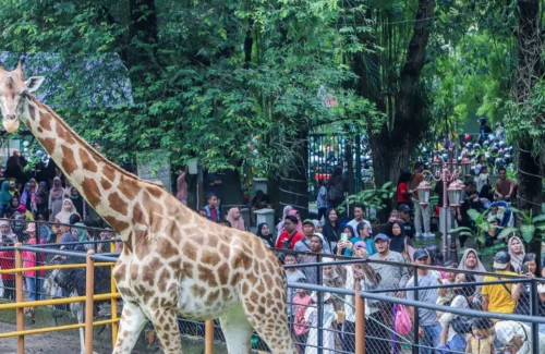 Operasional Kebun Binatang Surabaya Tetap Normal Pasca Eks Dirut Tersangka Korupsi