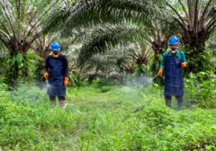 GAPKI: Industri Sawit Indonesia Miliki Standar Keselamatan Kerja Komprehensif